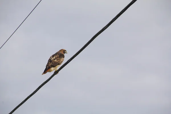 Halcón en un cable telefónico — Foto de Stock