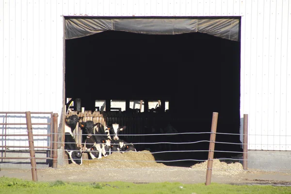 Alimentation des bovins dans la grange — Photo