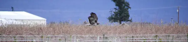 Hawk en vuelo —  Fotos de Stock