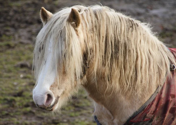 Försummade häst — Stockfoto