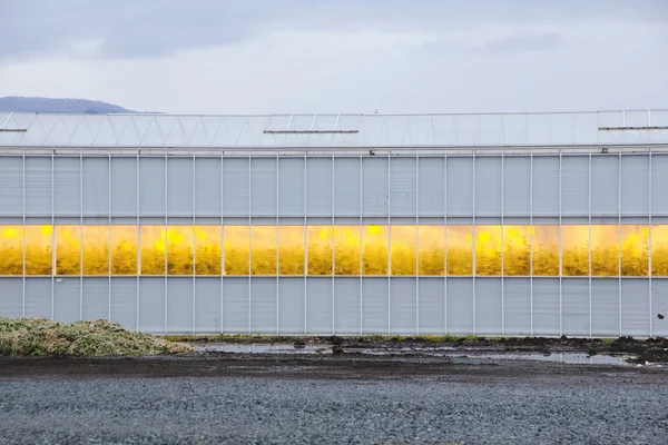 Luces de cultivo de invernadero — Foto de Stock