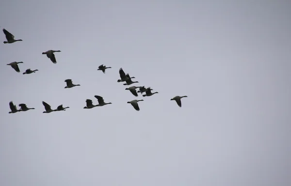 Migration hivernale — Photo