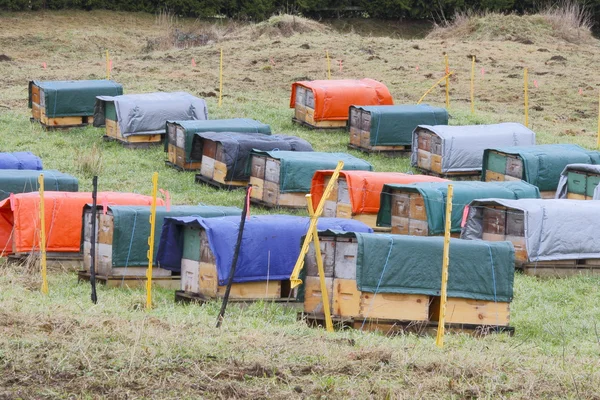 Bienenstockwickel — Stockfoto