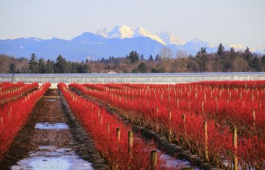 Crimson Red Winter Blueberry Field clipart