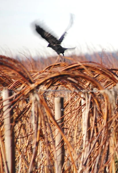 Kara Kuş Uçuş — Stok fotoğraf
