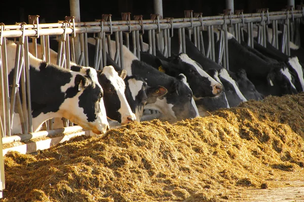 Invierno alimentación del ganado —  Fotos de Stock