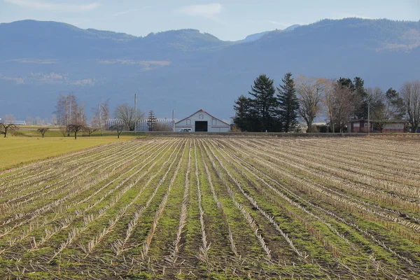 Winter Corn Field — Stock Photo, Image