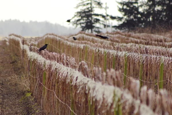 Washington cultures de fruits d'hiver — Photo