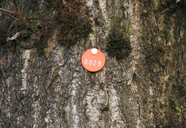 Tree Tag — Stock Photo, Image