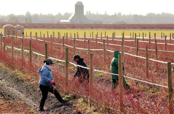 Mexican Farm Workers in Washington — Stock Photo, Image