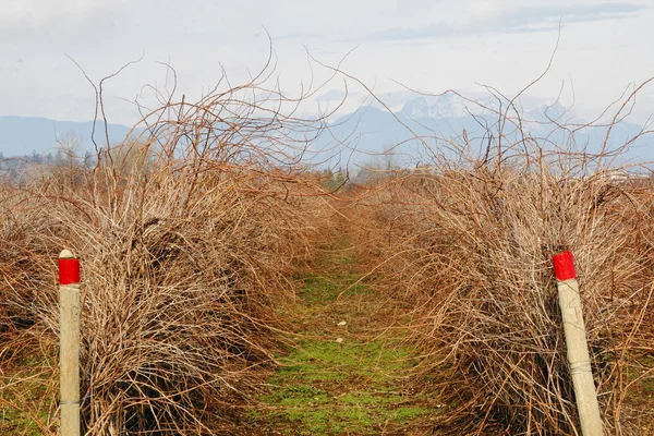 Uncut Raspberry Crop — Stock Photo, Image