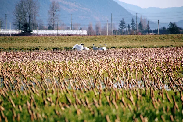 Sneeuw ganzen in een maïsveld — Stockfoto