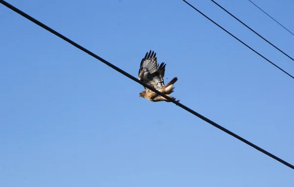 Halcón adulto toma vuelo — Foto de Stock