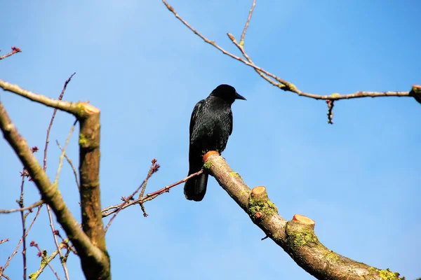 Volledige gekweekte volwassen Blackbird — Stockfoto