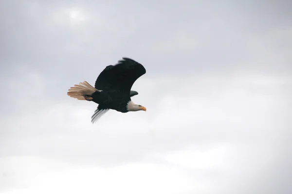 Mannelijke Eagle tijdens de vlucht — Stockfoto