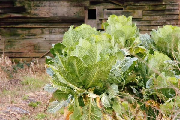 Winter Cauliflower — Stock Photo, Image