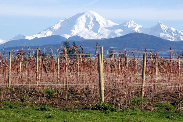 Mount Baker and Winter Raspberry Bushes — Stock Photo, Image