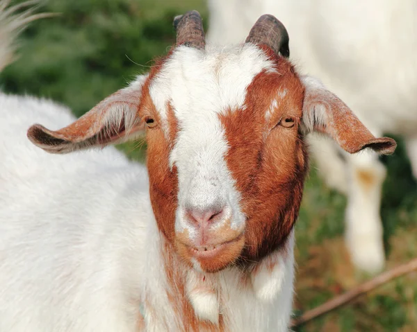 Grijnzende geit — Stockfoto