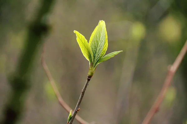 Молодой лист появляется в течение весеннего сезона — стоковое фото