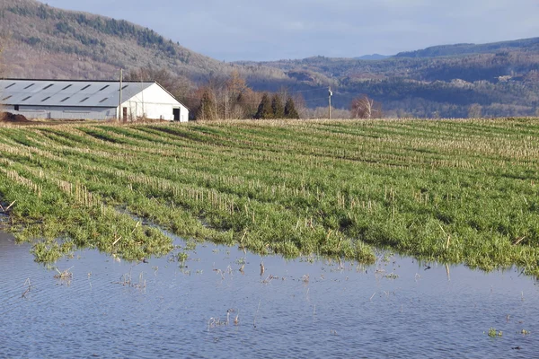 Terreno agrícola inundado —  Fotos de Stock