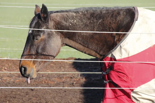 Koně s botulismus — Stock fotografie