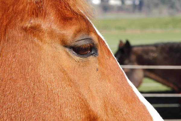 Fechar perfil de cavalo — Fotografia de Stock