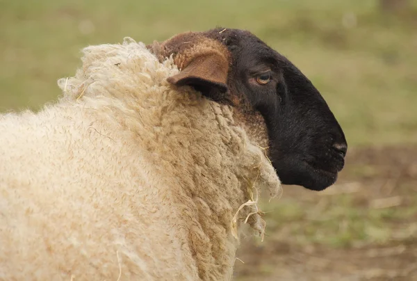 ブラック フェース羊 — ストック写真