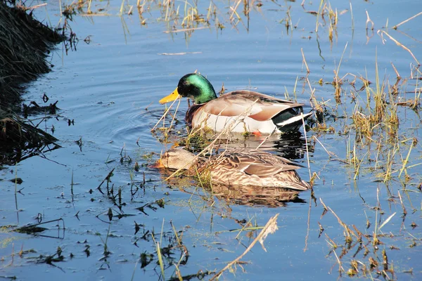 Ζευγάρι πάπιες mallard — Φωτογραφία Αρχείου