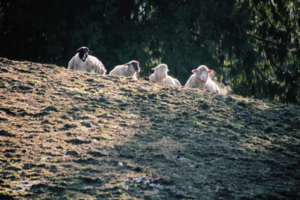 Ovejas en una ladera —  Fotos de Stock