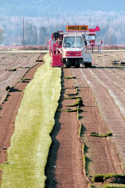 Die Ernte des Rasens — Stockfoto