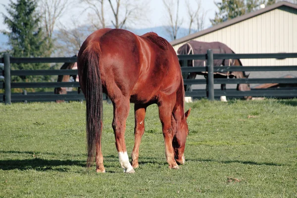 Cheval équestre brun — Photo