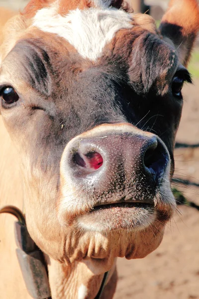 Uzavřít na Jersey Cow — Stock fotografie