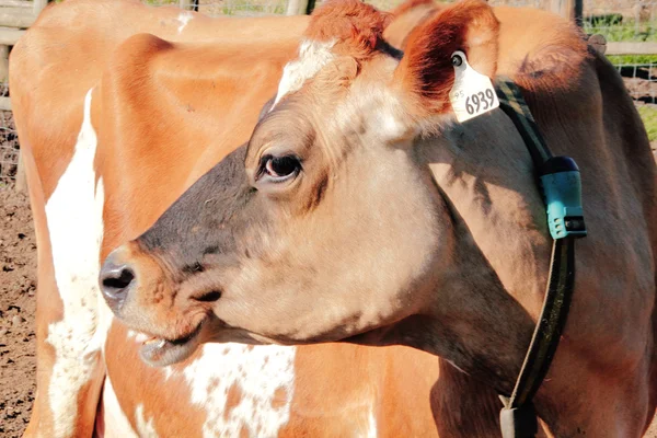 Profil einer Jersey-Kuh — Stockfoto