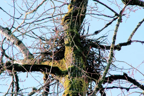 독수리의 둥지에 — 스톡 사진