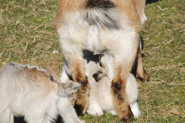 Lamb Suckling en Teat —  Fotos de Stock