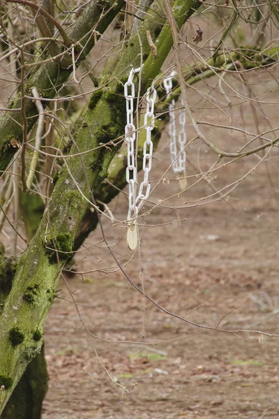 Märkta fruktträd — Stockfoto