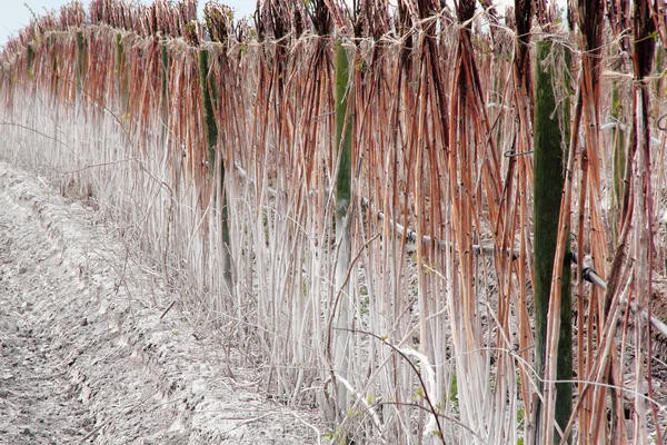 Cultivo de frambuesa caliza —  Fotos de Stock