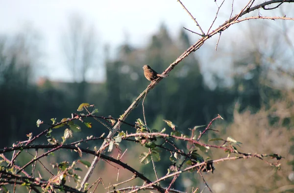Male Sparrow — Stock Photo, Image