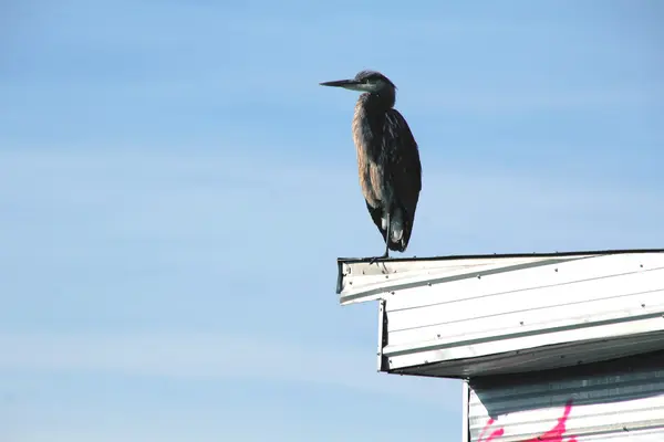 Heron de Washington descansando — Fotografia de Stock