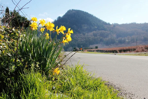 Roadside Daffodils — Stock Photo, Image