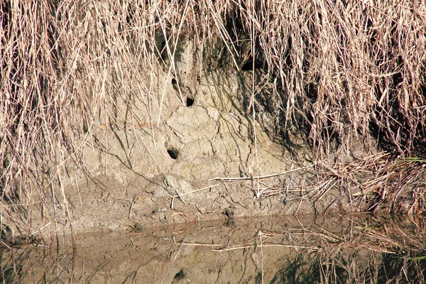 Marmot Borough o Den — Foto de Stock