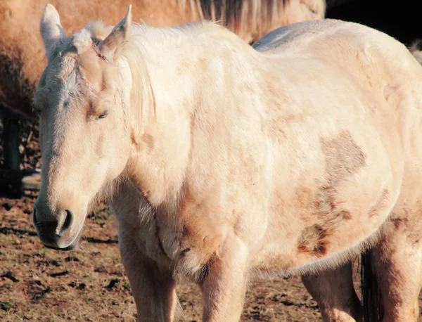 Caballo abandonado, maltratado y lesionado —  Fotos de Stock