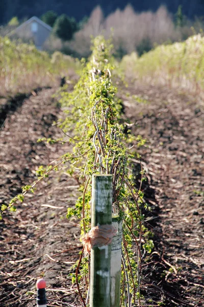 Profondeur peu profonde du champ sur les framboises — Photo