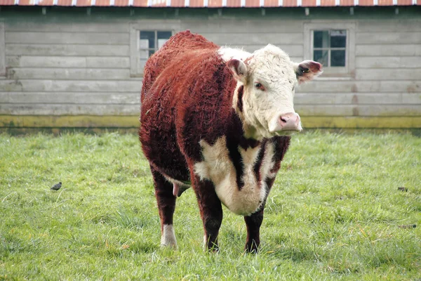 Vaca hereforda — Fotografia de Stock