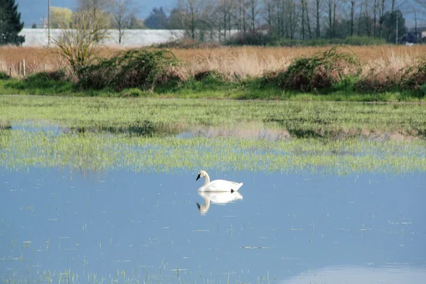 Cygne blanc et prairies inondées — Photo