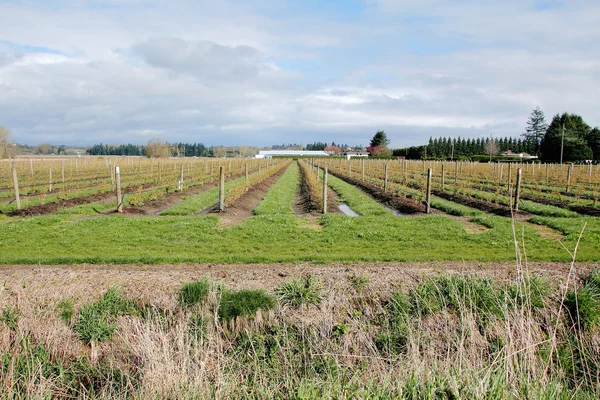 British Columbia Berry zemědělství — Stock fotografie