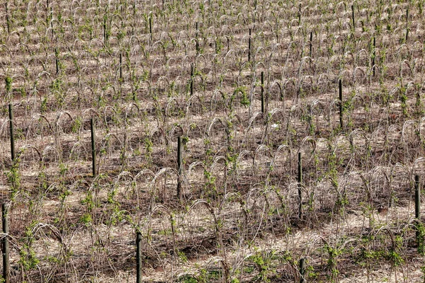 High Angle View van de lente Raspberry gewas — Stockfoto