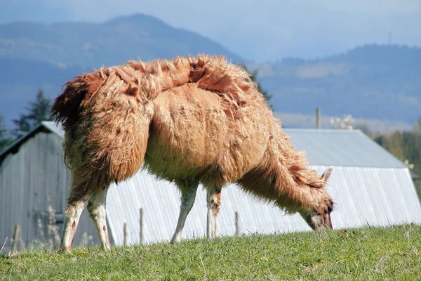 Llama's Thick Coat — Stock Photo, Image
