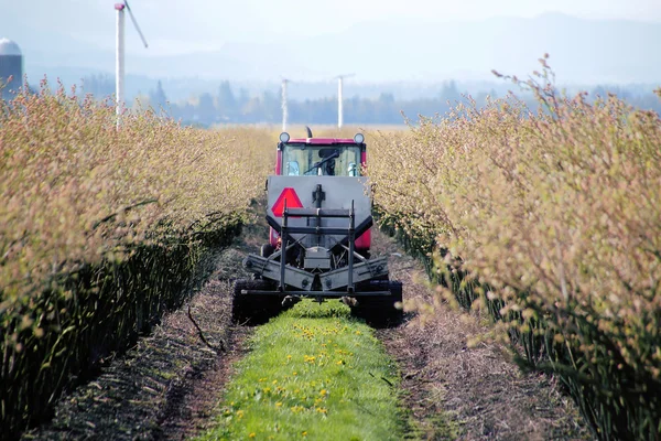 Washington State Farmer and Blueberry Crop — Stock Photo, Image