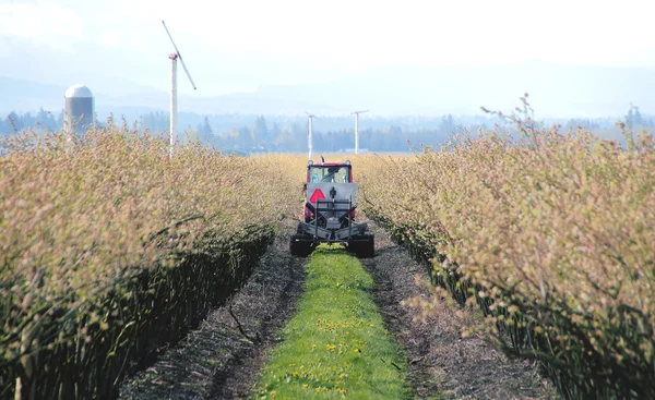 Washington State Farmer e Blueberry Crop — Fotografia de Stock